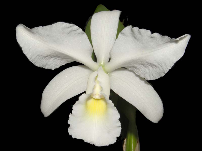 cattleya_jenmanii_alba2_ws_cd