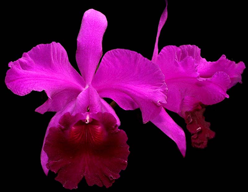 cattleya_jenmanii_rosea_cd