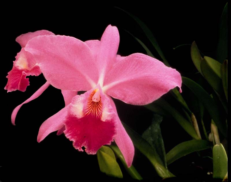 cattleya_jenmanii_rubi_cd