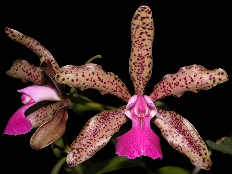 cattleya_karol wojtyla_x_aclandiae_ws_cd