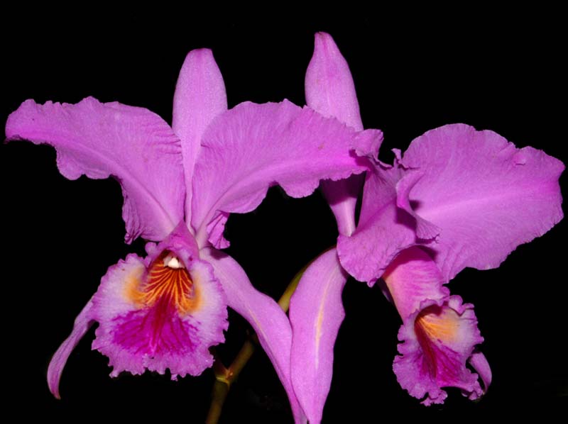 cattleya_labiata2_ws_cd