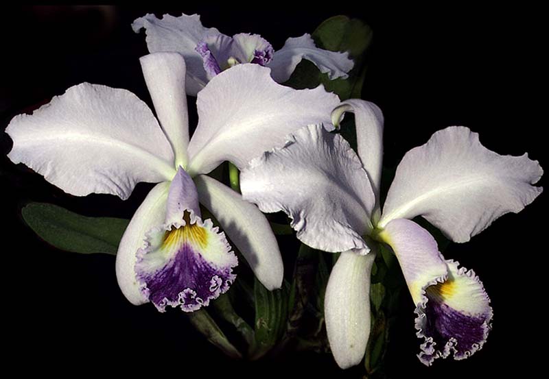 cattleya_labiata_coerulea_cd