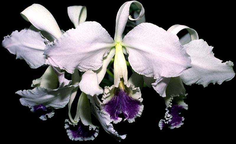 cattleya_labiata_coerulea_schulzeana