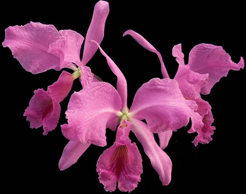 cattleya_labiata_concolor_cd