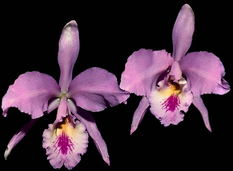 cattleya_labiata_mosca_cd