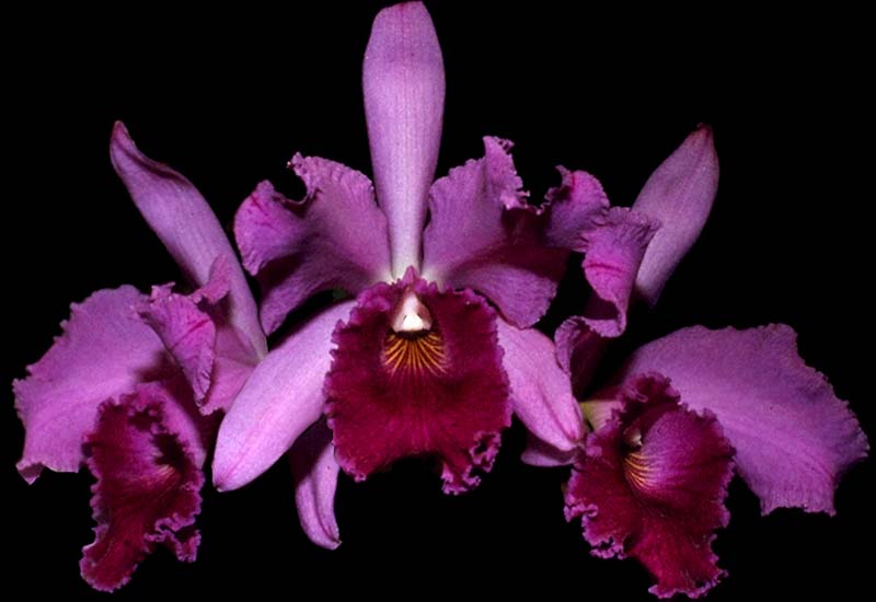 cattleya_labiata_rubra_cd