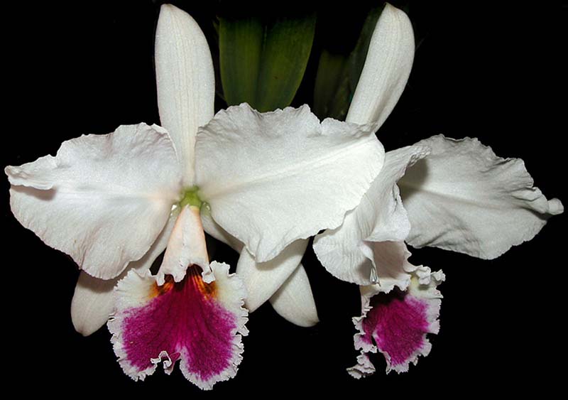 cattleya_labiata_sa_cd