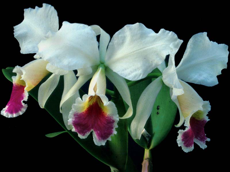 cattleya_labiata_semialba2_cd