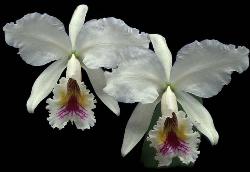 cattleya_labiata_semialba3_cd