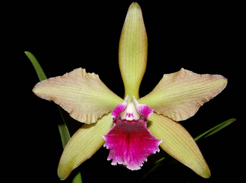 cattleya_lc. tenebrosa x penny kuroda_ws_cd