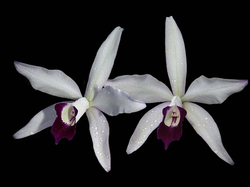 cattleya_lc_schilleriana_cd