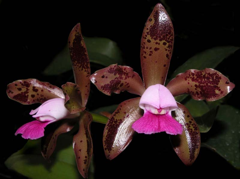 cattleya_leopoldii_imperatorxcostadomato_cd