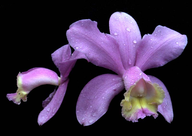 cattleya_loddigesii2_cd