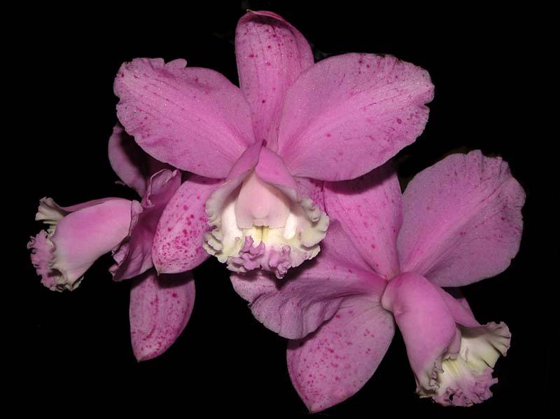 cattleya_loddigesii3_cd