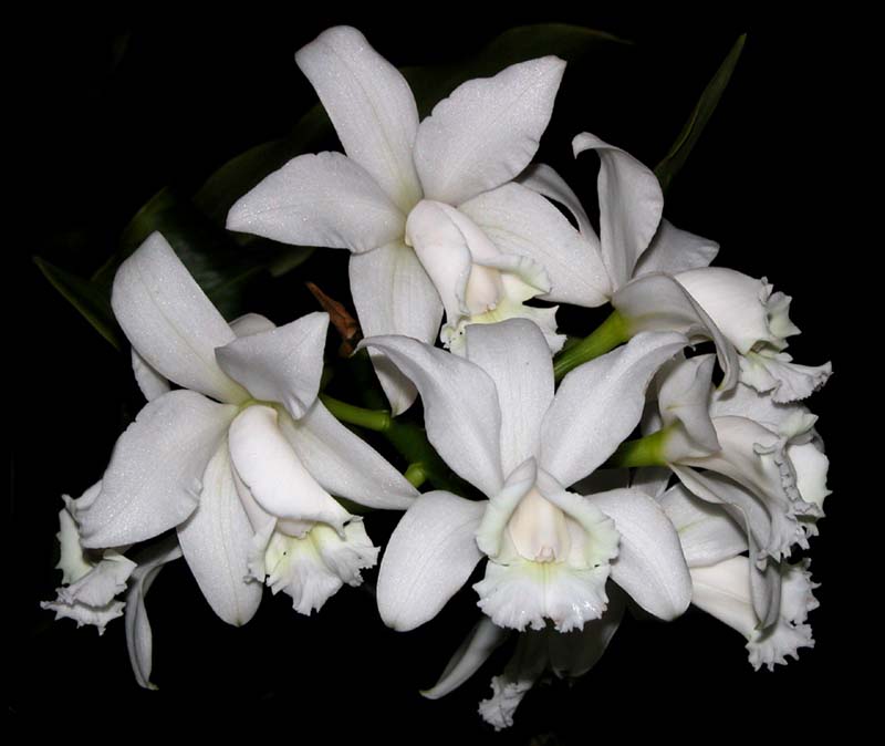 cattleya_loddigesii_alba_cd