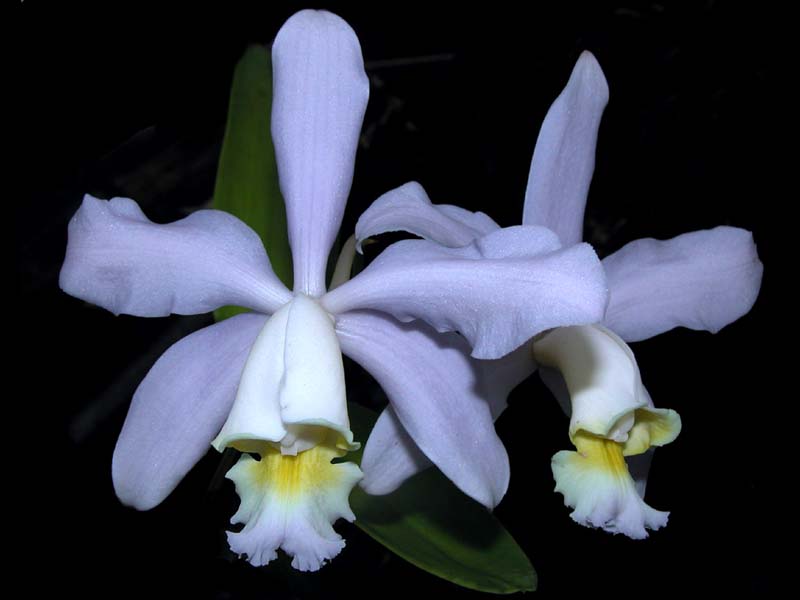 cattleya_loddigesii_bluesky_cd