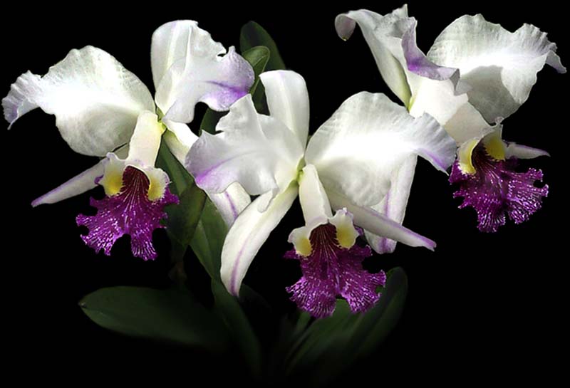 cattleya_lueddemaniana_semialba