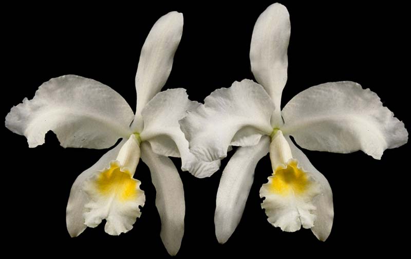 cattleya_lueddemanniana_alba_cd