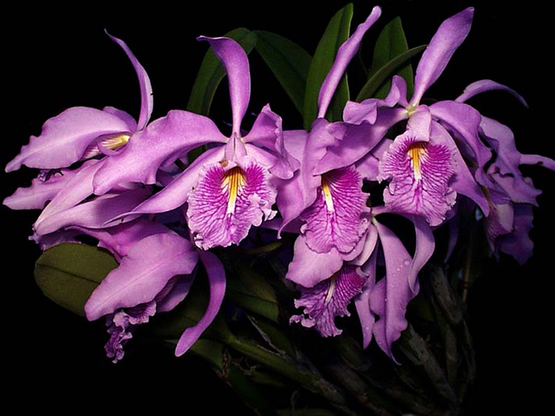 cattleya_maxima2_cd