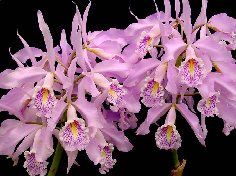 cattleya_maxima_EG_cd