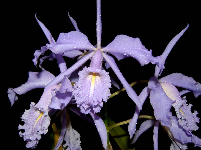 cattleya_maxima_coerulea_Ws_cd