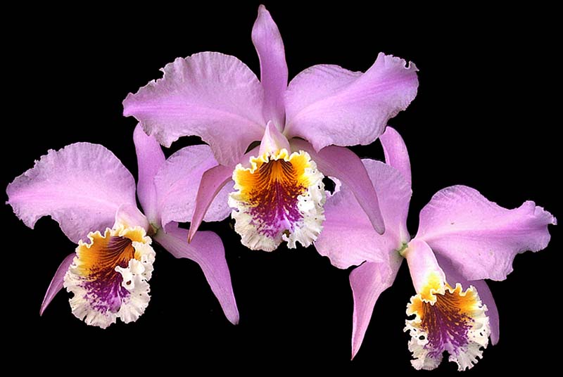 cattleya_mossiae2_cd