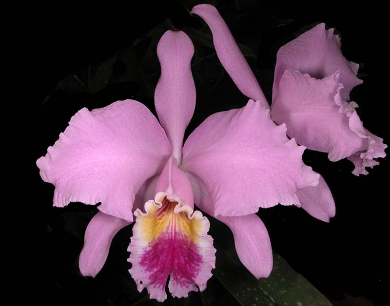 cattleya_mossiae4_cd