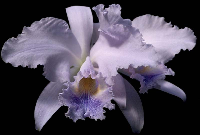 cattleya_mossiae_coerulea_2