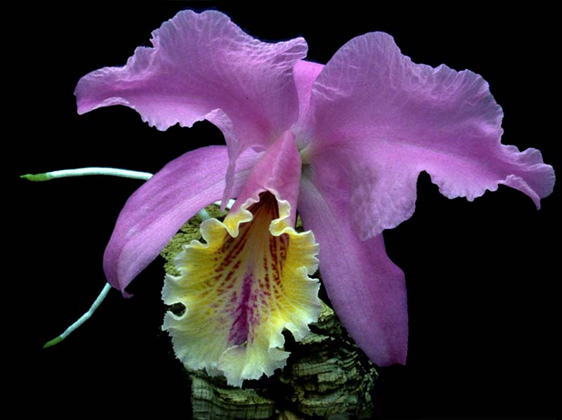 cattleya_mossiae_oculatadorado_cd