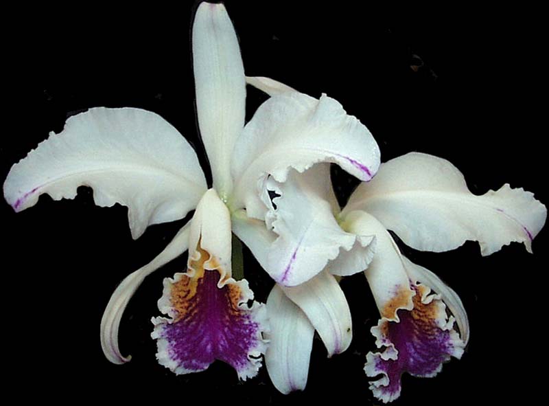 cattleya_mossiae_semialba2_cd