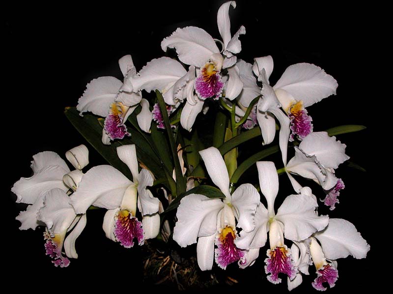 cattleya_mossiae_semialba5_cd