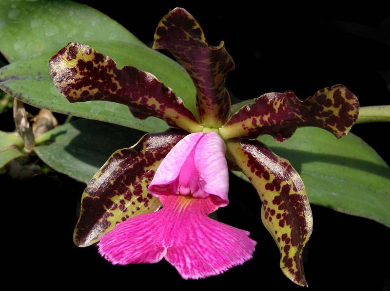 cattleya_peckhaviensis2_cd