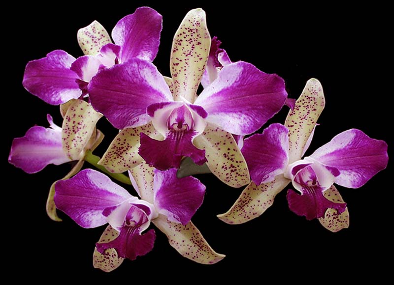 cattleya_pennykoroda_cd