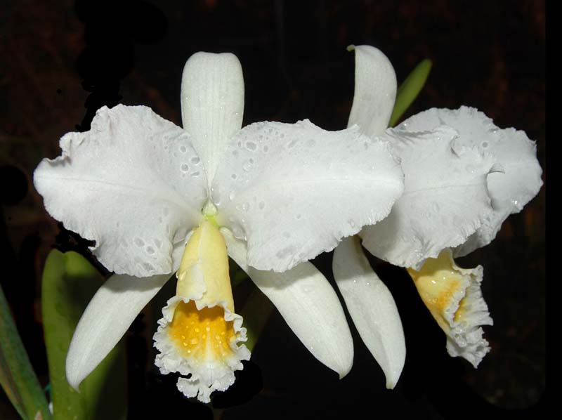 cattleya_percivalliana_alba_ws_cd