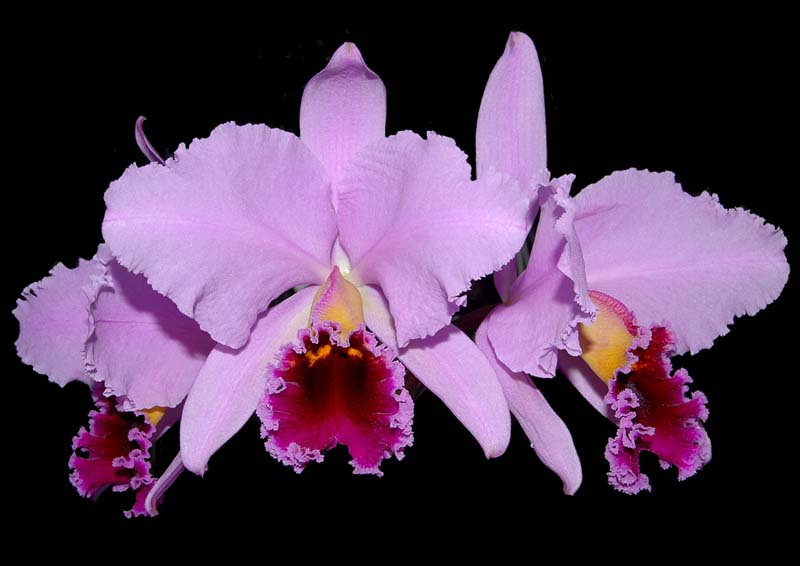 cattleya_percivalliana_centroremo3_cd