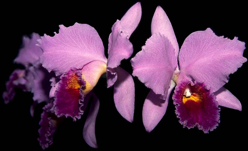 cattleya_percivalliana_grandiflora_cd