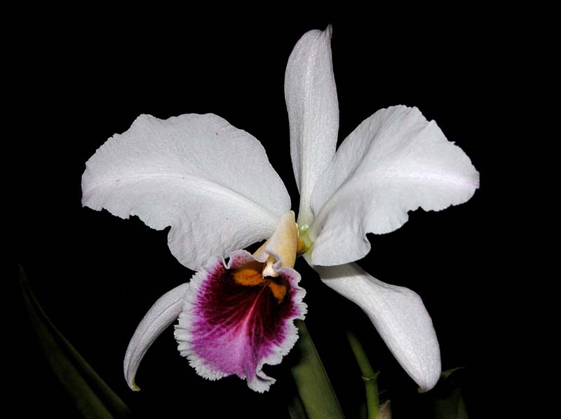 cattleya_percivalliana_semialba2_cd