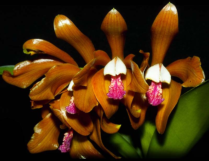 cattleya_porphyroglossa_cd