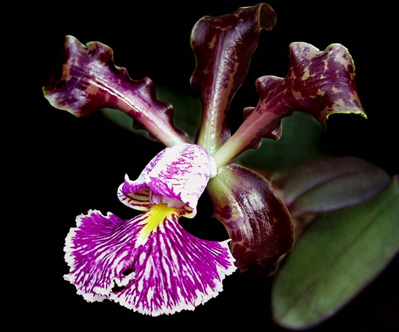 cattleya_schilleriana_sanderiana_cd