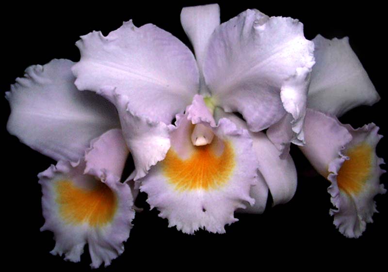 cattleya_schroederae2_cd