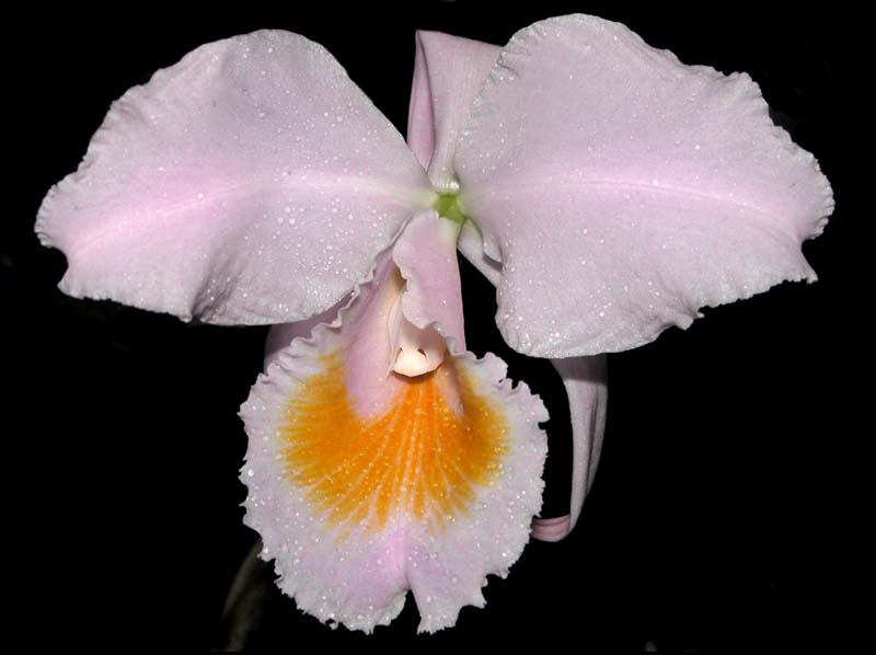 cattleya_schroederae_WS_cd