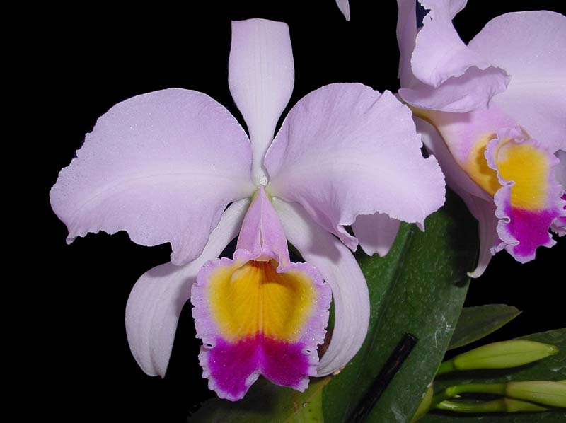 cattleya_trianae_ec_ek