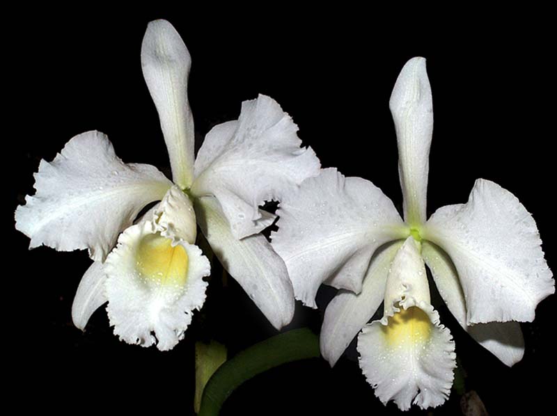 cattleya_trianaei_alba_ag2