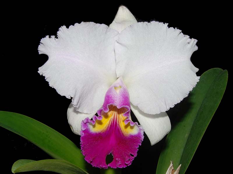 cattleya_trianaei_semialba 'okada'