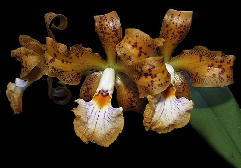 cattleya_velutina2_cd