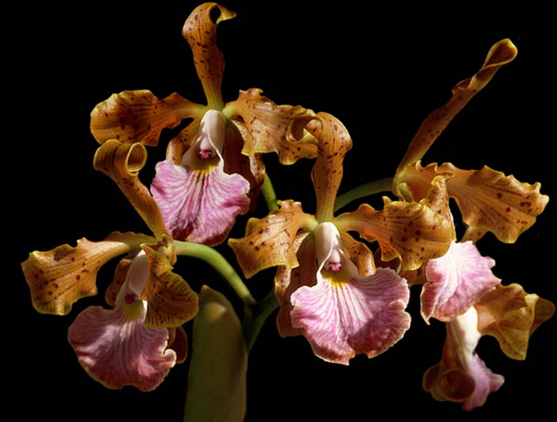 cattleya_velutina_cd