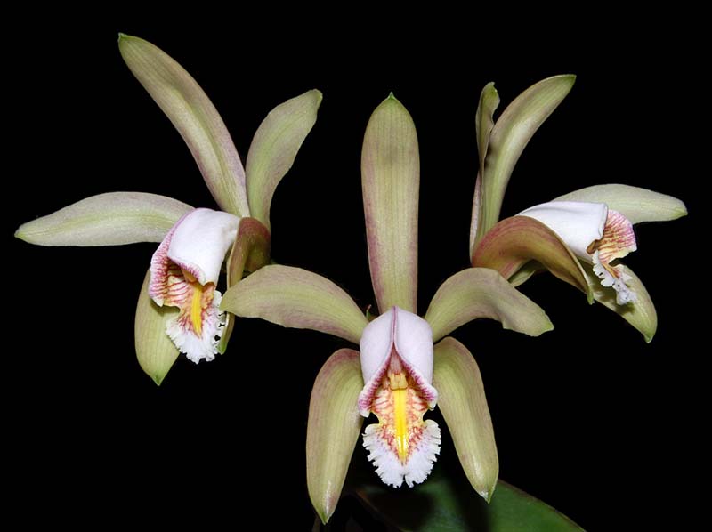 cattleya_venosa_ws_cd