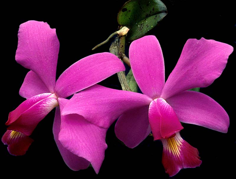 cattleya_violacea_cd