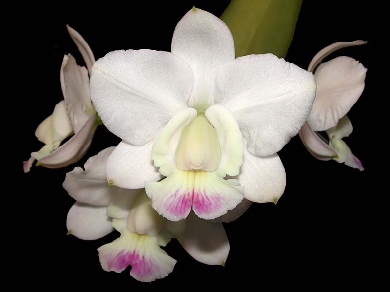 cattleya_walkeriana_semialba_cd