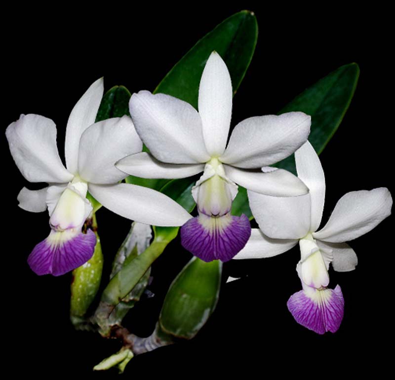 cattleya_walkeriana_semialba_coerulea_cd